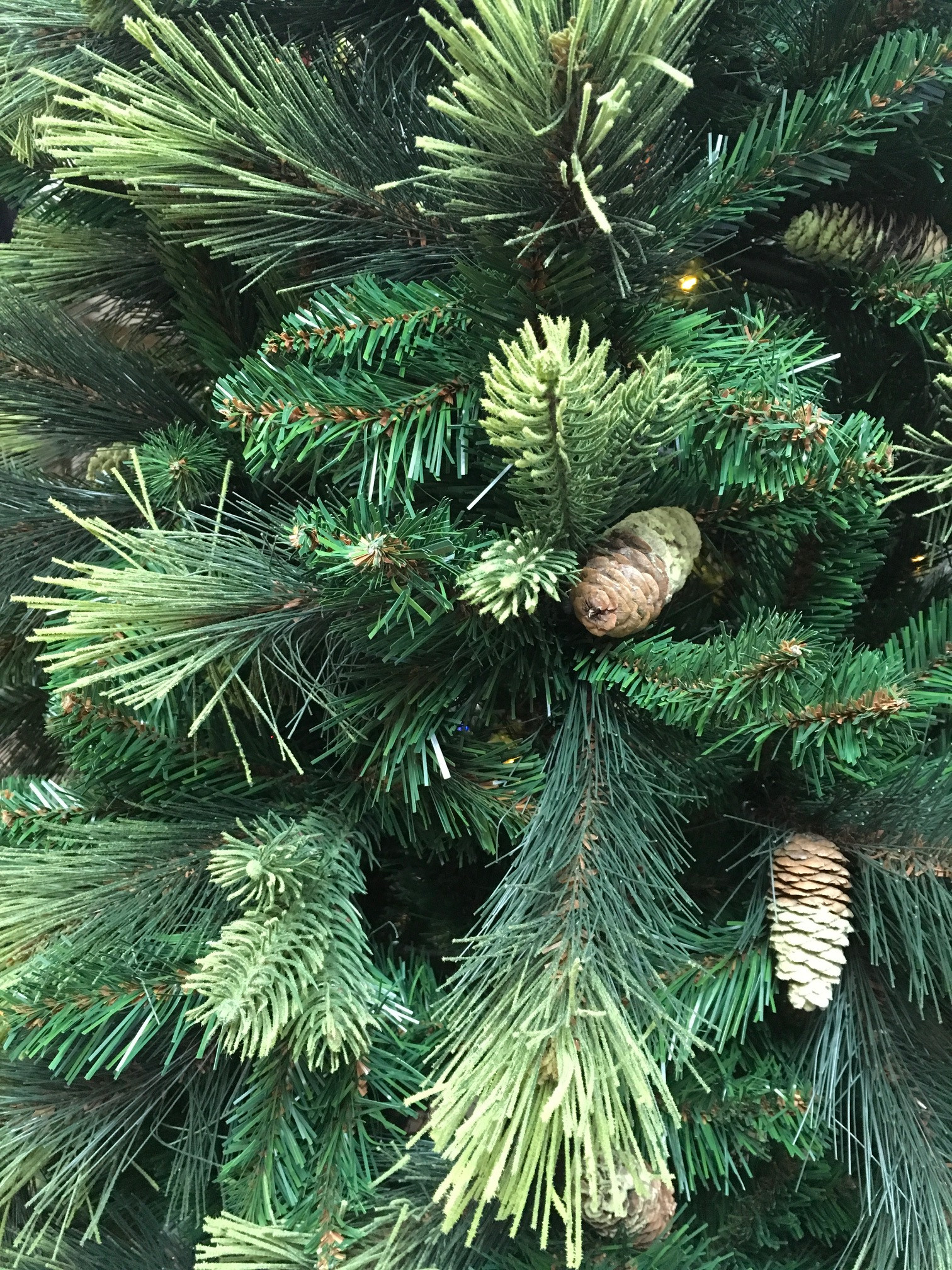 CAROLINANational Tree